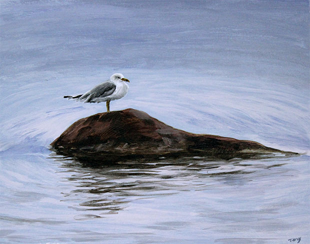 Seagull from Killbear